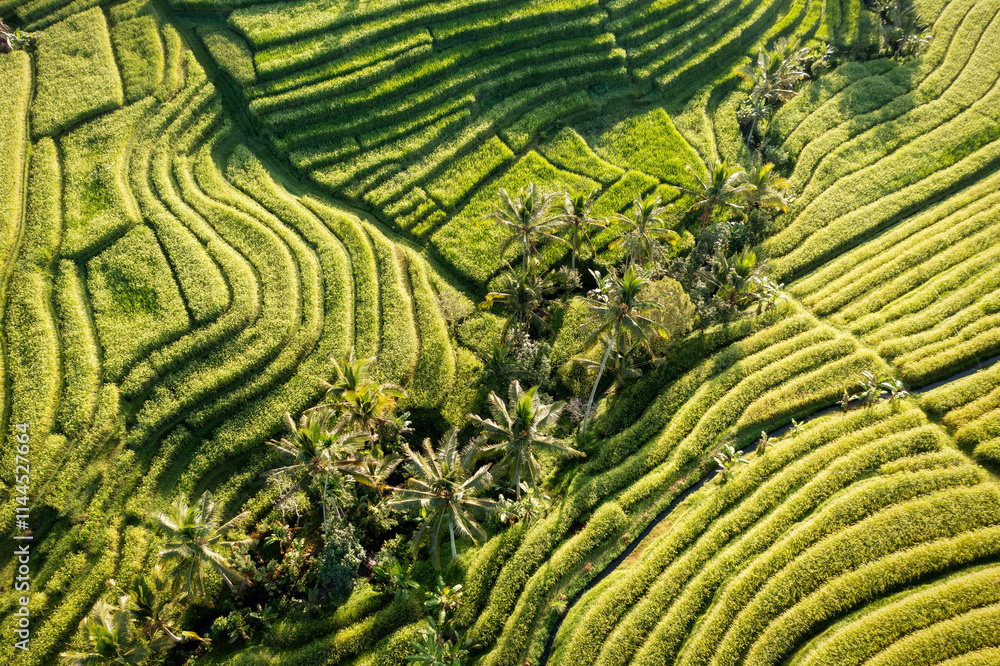 Rice Plantations in South East Asia