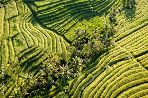 Obraz na płótnie Rice Plantations in South East Asia w salonie