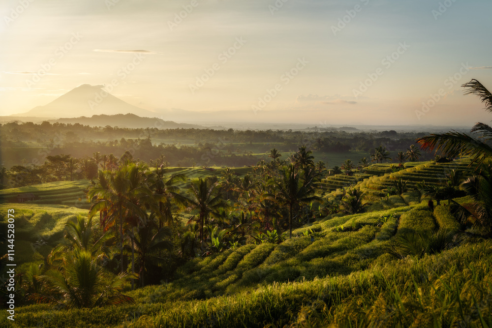 Rice Plantations in South East Asia