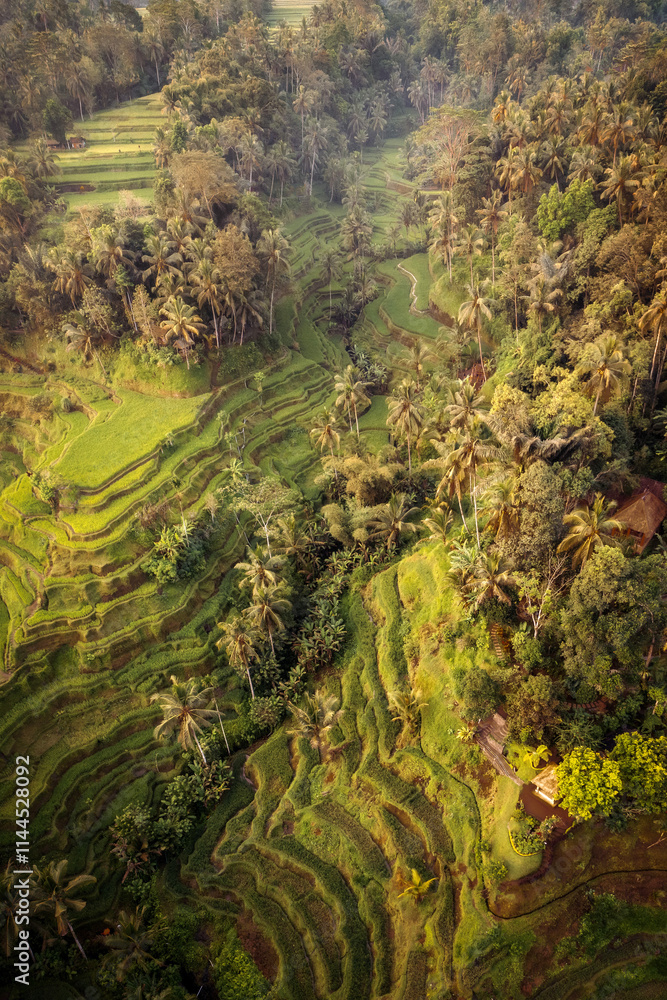 Rice Plantations in South East Asia