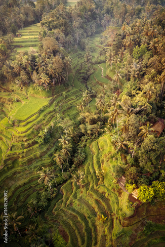 Obraz na płótnie Rice Plantations in South East Asia w salonie