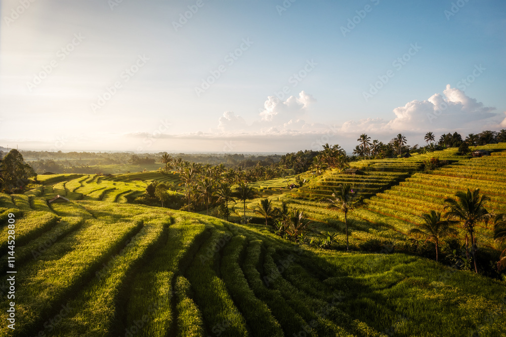 Rice Plantations in South East Asia