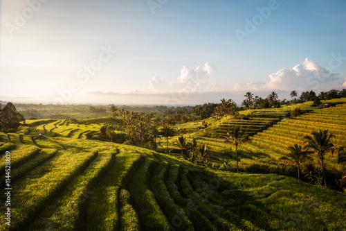 Obraz na płótnie Rice Plantations in South East Asia w salonie