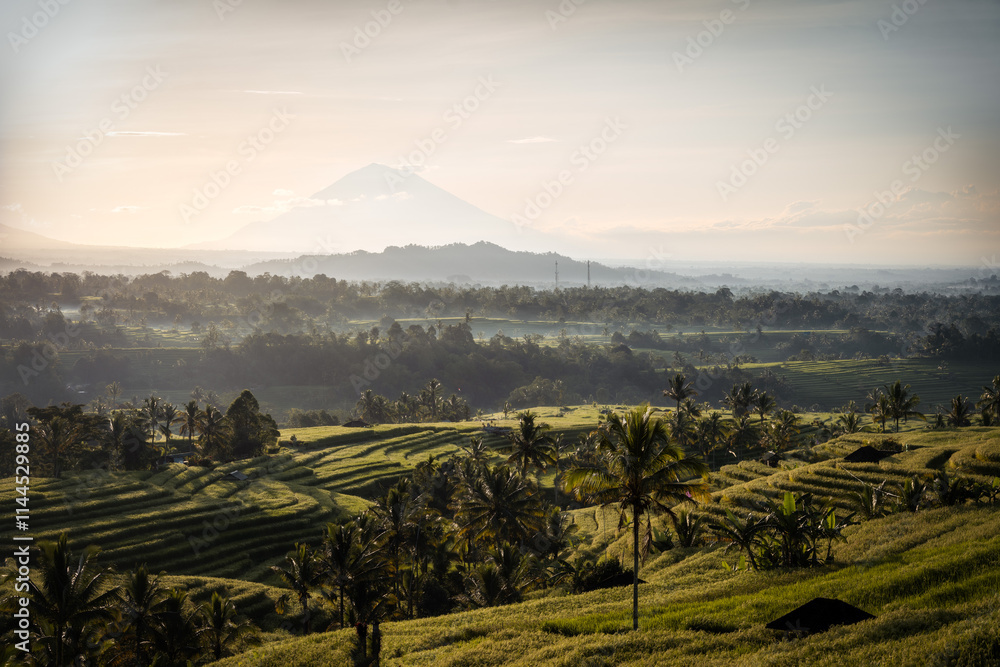 Rice Plantations in South East Asia