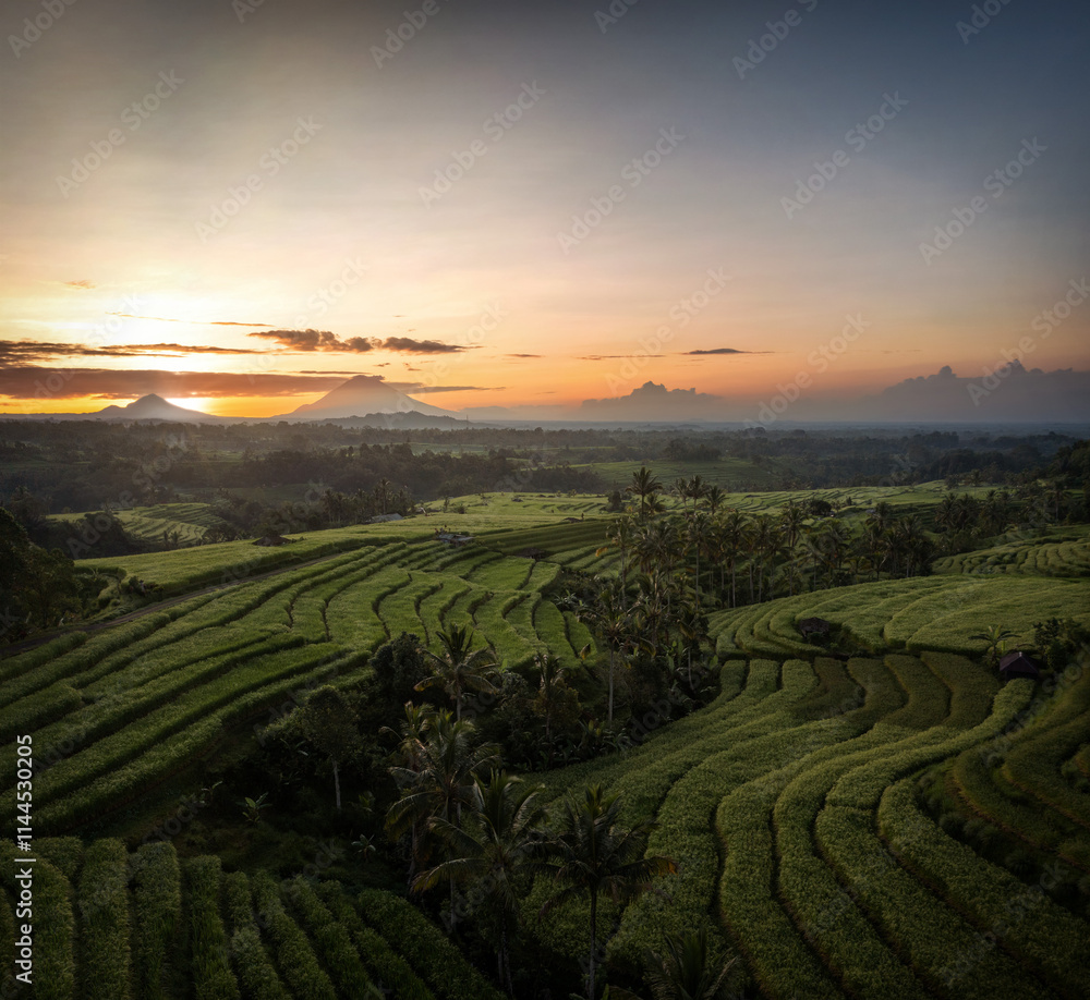 Rice Plantations in South East Asia