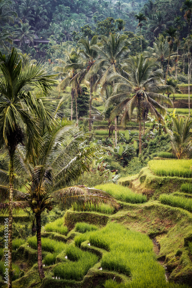 Obraz premium Rice Plantations in South East Asia