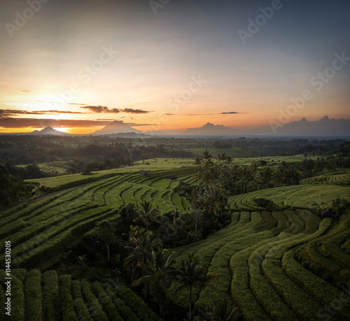 Obraz na płótnie Rice Plantations in South East Asia w salonie