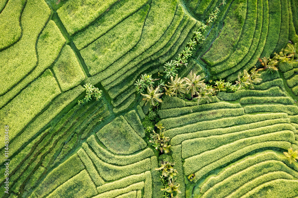 Rice Plantations in South East Asia
