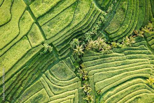 Obraz na płótnie Rice Plantations in South East Asia w salonie