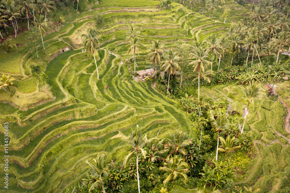 Rice Plantations in South East Asia