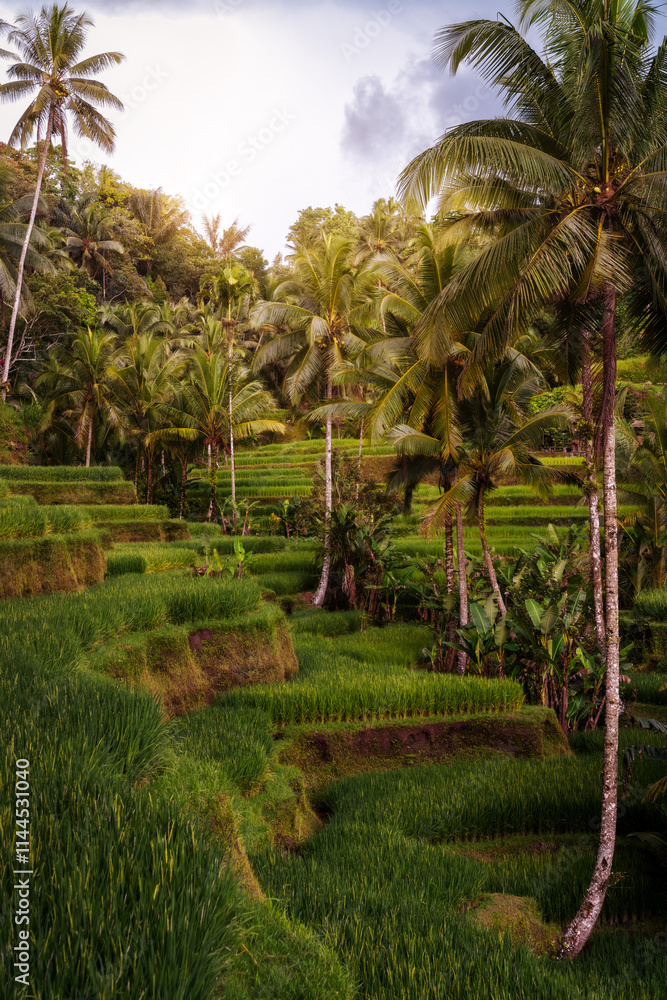 Rice Plantations in South East Asia