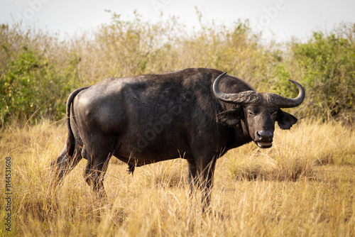 Wild Buffalo in the Uganda Grasslands