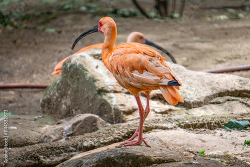 orange ibis a wild wading bird from the pelican family