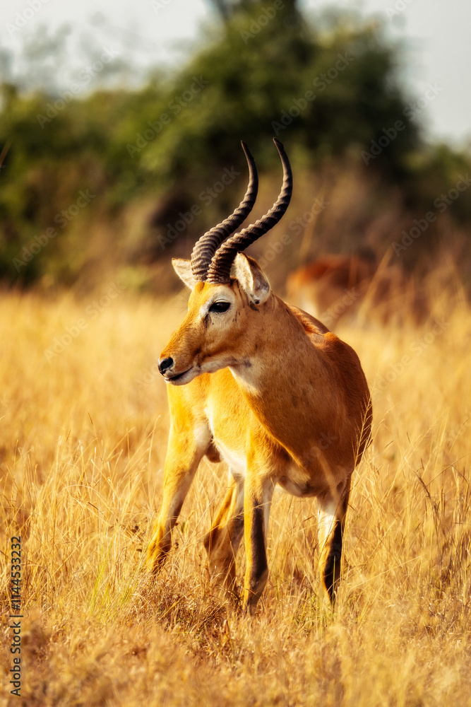 Gazelle in the Highlands of Uganda