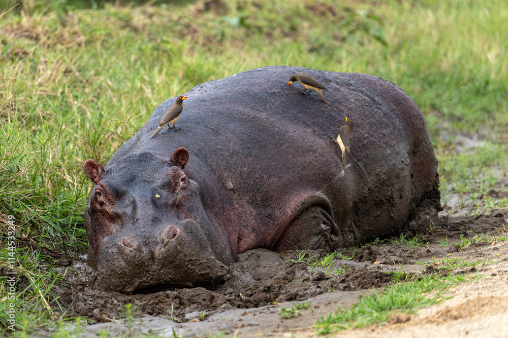 Hippo in the Uganda Highlands