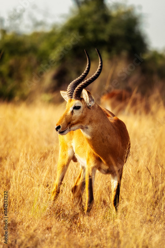 Obraz na płótnie Gazelle in the Highlands of Uganda w salonie
