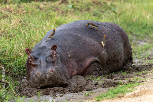 Obraz na płótnie Hippo in the Uganda Highlands w salonie