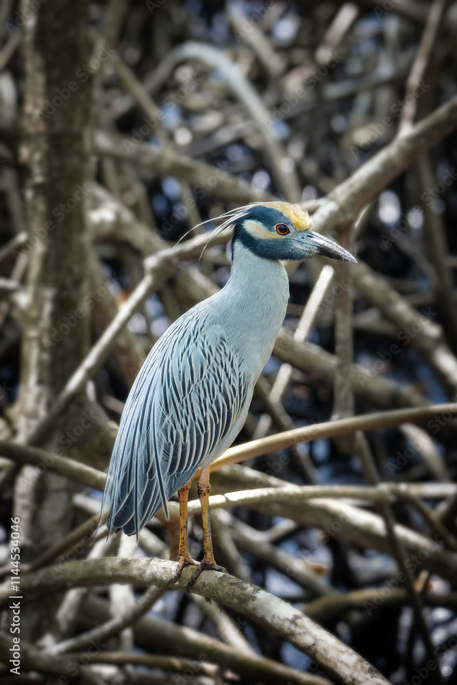 Yellow-crowned night heron in Trinidad and Tobago