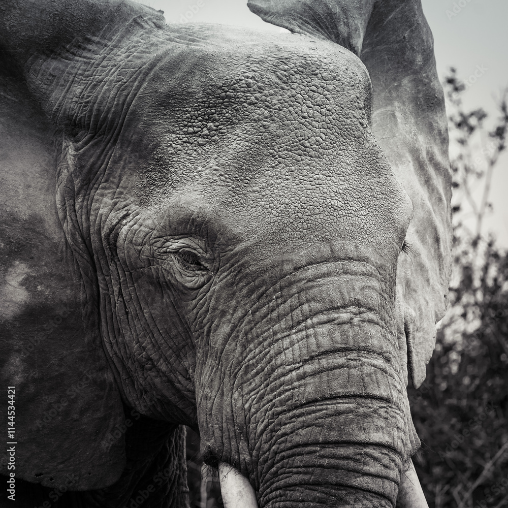 Elephant Black and White in Uganda