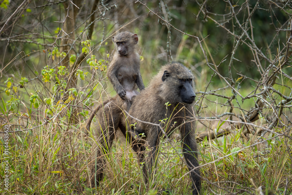 Baboon with Baby in the Uganda Grasslands