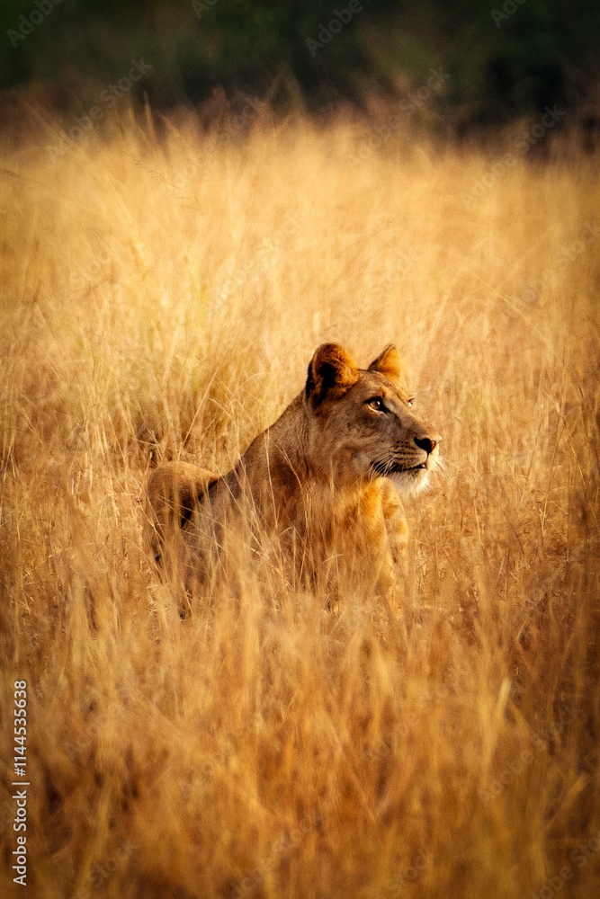 Lion in Golden Grass during Sunset Uganda