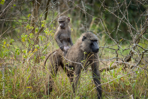 Obraz na płótnie Baboon with Baby in the Uganda Grasslands w salonie