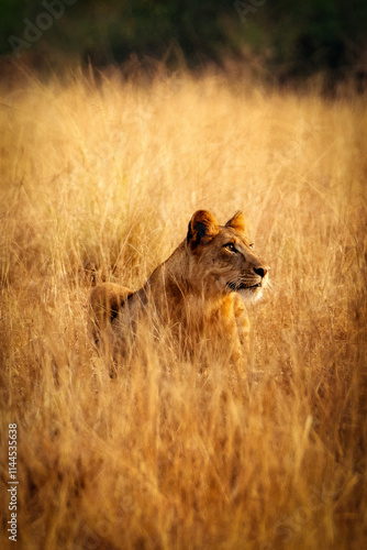 Lion in Golden Grass during Sunset Uganda