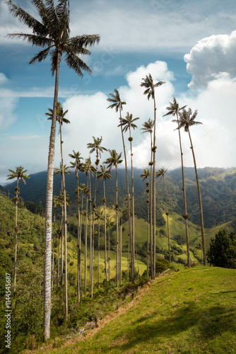 Obraz na płótnie Cocora Valley in Colombia, South America w salonie