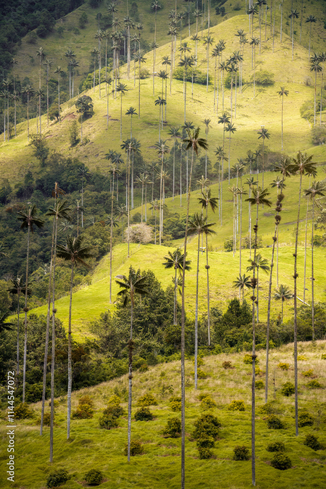 Cocora Valley in Colombia, South America
