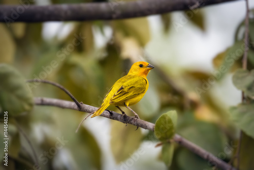 Obraz na płótnie Saffron finch yellow bird on branch w salonie
