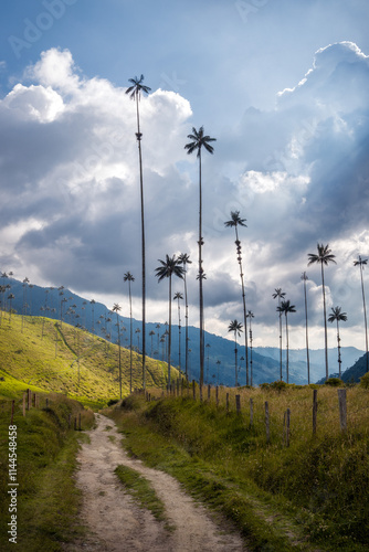 Obraz na płótnie Cocora Valley in Colombia, South America w salonie