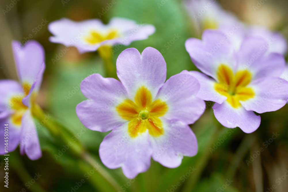Spring pink flowers (Primula vulgaris) in forest Spring pink flowers (Primula vulgaris) in forest