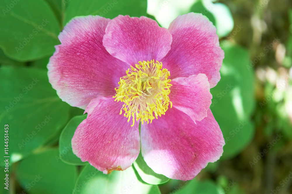 Beautiful pink flowers (Paeonia Oreogeton) on the green field Beautiful pink flowers (Paeonia Oreogeton) on the green field