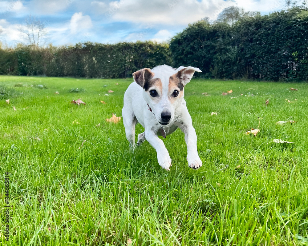 Playful Jack Russell Terrier Running in the Green Garden on a Sunny Day Playful Jack Russell Terrier Running in the Green Garden on a Sunny Day