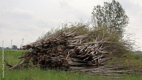 Rami di pioppo tagliati e accatastati , rami di albero ammucchiati photo