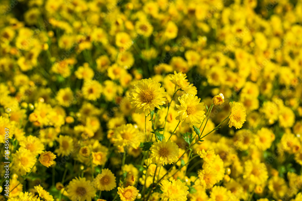 Close up of Chrysanthemum flower. Nature background. Close up of Chrysanthemum flower. Nature background.
