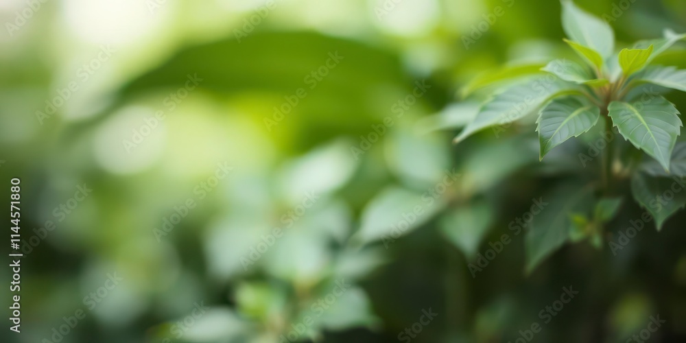 Blurred background of water and plants creating a serene natural setting, leaves, texture Blurred background of water and plants creating a serene natural setting, leaves, texture
