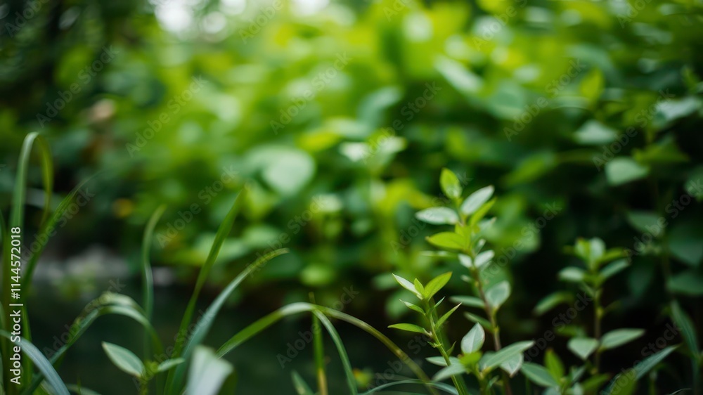 Blurred image of natural background with water and plants, creating a serene and peaceful atmosphere, abstract, greenery, nature Blurred image of natural background with water and plants, creating a serene and peaceful atmosphere, abstract, greenery, nature