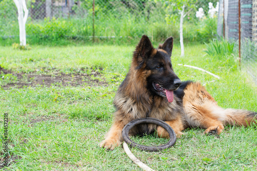 german shepherd lying on grass with tongue hanging out and toy in paws photo