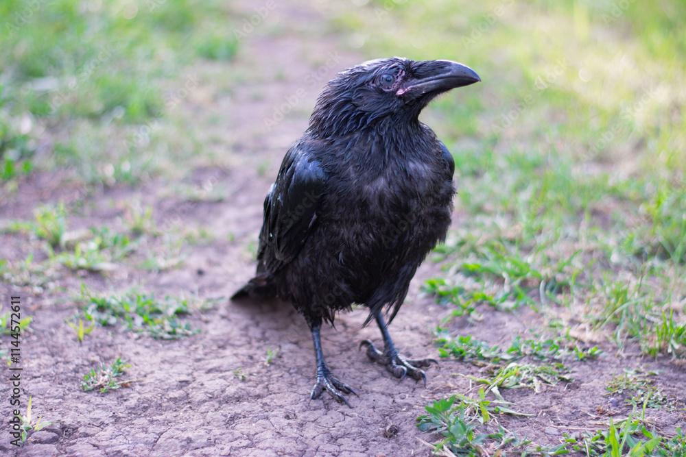 Obraz premium Black crow standing on a dirt path surrounded by green grass in a natural setting