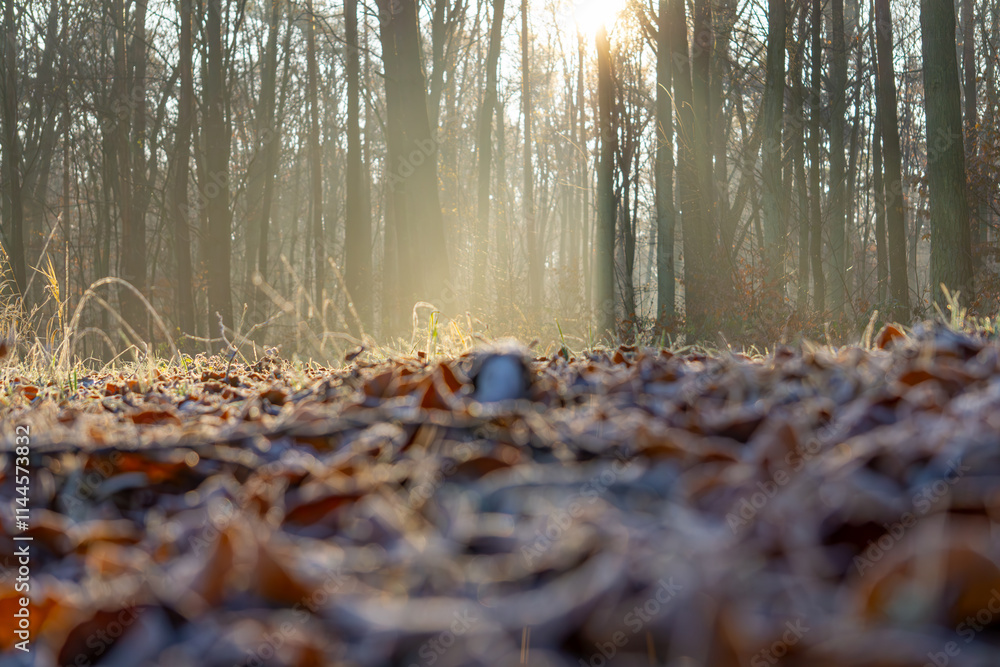 Obraz premium magical winter and autumn forest during frost and fog. sun rays in the forest, rays breaking through the trees. Sunrise in the forest in natural conditions. warm sunlight between the trees. light stre