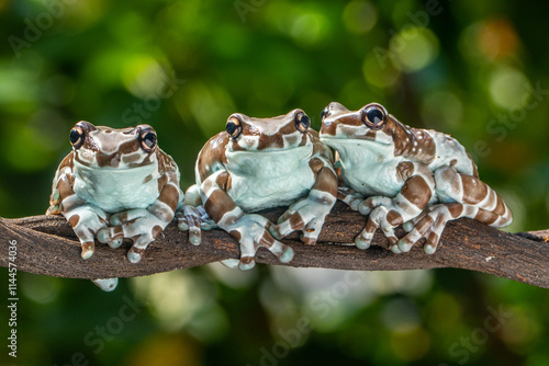 The Mission golden-eyed tree frog or Amazon milk frog (Trachycephalus resinifictrix) is a large species of arboreal frog native to the Amazon Rainforest in South America photo