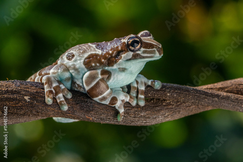 The Mission golden-eyed tree frog or Amazon milk frog (Trachycephalus resinifictrix) is a large species of arboreal frog native to the Amazon Rainforest in South America
