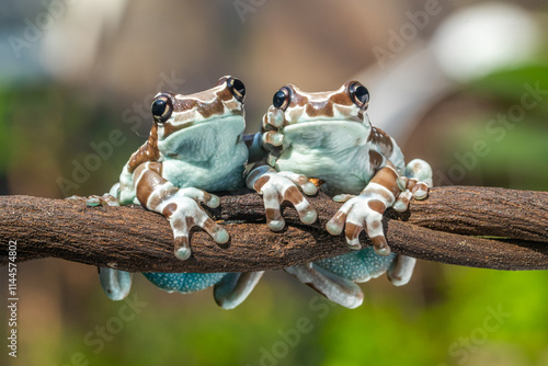 The Mission golden-eyed tree frog or Amazon milk frog (Trachycephalus resinifictrix) is a large species of arboreal frog native to the Amazon Rainforest in South America