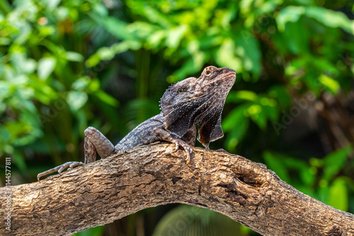 Fotografie The frilled lizard (Chlamydosaurus kingii), also known commonly as the frilled a