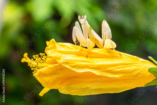 Hymenopus coronatus is a mantis from the tropical forests of Southeast Asia. It is known by various common names, including walking flower mantis, orchid-blossom mantis and (pink) orchid mantis