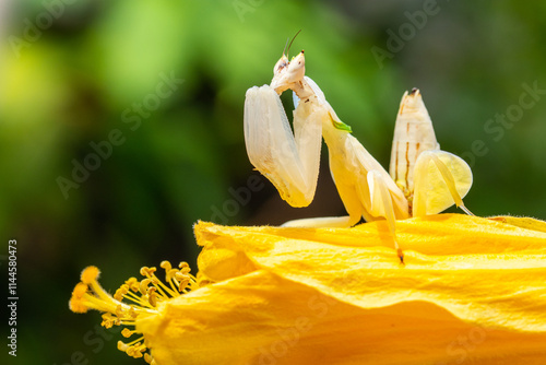 Hymenopus coronatus is a mantis from the tropical forests of Southeast Asia. It is known by various common names, including walking flower mantis, orchid-blossom mantis and (pink) orchid mantis photo