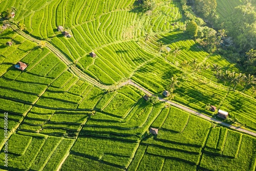 Les rizières de Jatiluwih à Bali en Indonésie