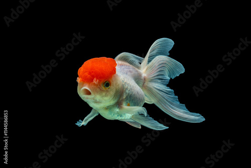 An Red Oranda is a breed of goldfish characterized by a prominent bubble-like 