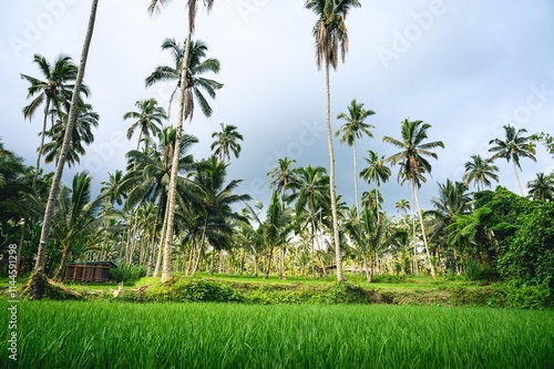 Wallpaper Mural Palmiers dans une rizière à Bali, Indonésie Torontodigital.ca